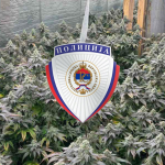VELIKA akcija MUP-a Srpske: Zapljenjeno tri kilograma marihuane, 1180 grama kokaina i oružje